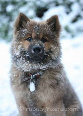 5 month puppy behavior your puppy s fifth month 5 month puppy behavior your puppy s fifth month