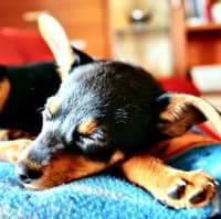 Sick little puppy on blanket