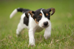 Beagle puppy