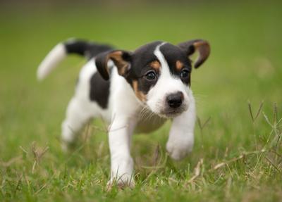 Happy healthy puppy Happy healthy puppy
