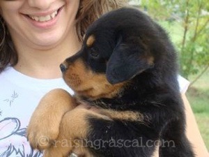 8 week old Rottweiler pup with new owner 8 week old Rottweiler pup with new owner