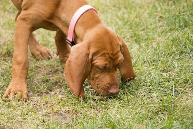Parvo sales in grass