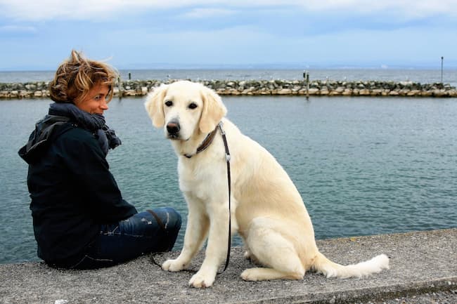 Adolescent Golden Retriever puppy sitting nicely next to owner on dock, wearing a leash Adolescent Golden Retriever puppy sitting nicely next to owner on dock, wearing a leash