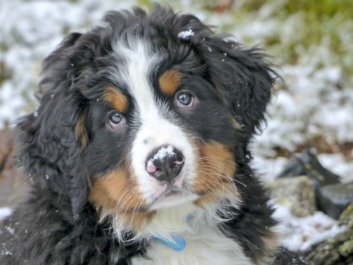Adolescent Mountain Dog Pup Adolescent Mountain Dog Pup