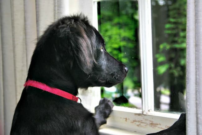 Dog looking out window and waiting anxiously for owner Dog looking out window and waiting anxiously for owner