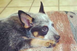 Australian Cattle Dog puppy