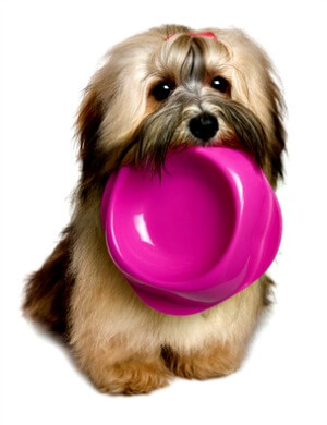 Puppy holding pink bowl