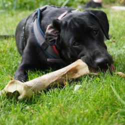 Black Lab puppy chewing on natural bone