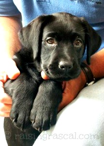 Black Labrador Retriever puppy Black Labrador Retriever puppy