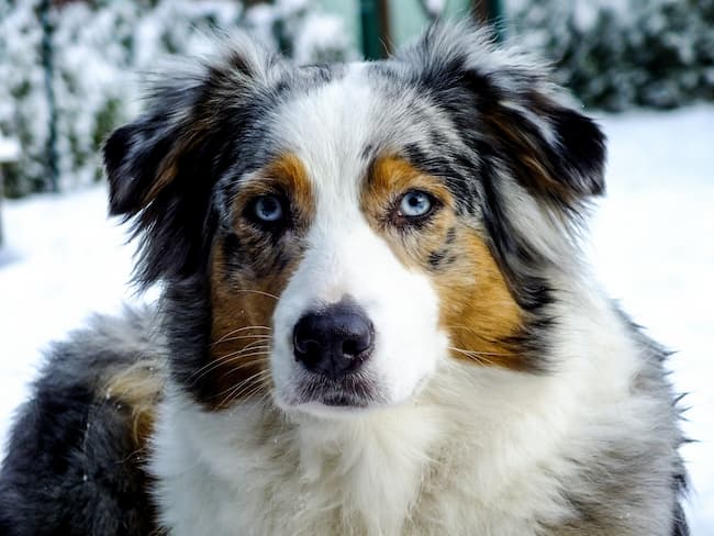 Blue merle Australian Shepherd