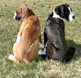 Boxer brothers sitting on grass Boxer brothers sitting on grass