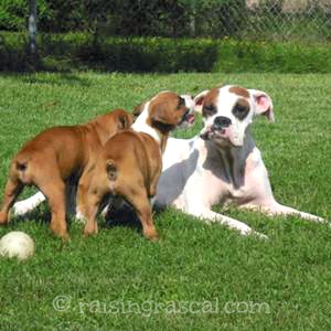 Boxer mom with her two puppies Boxer mom with her two puppies