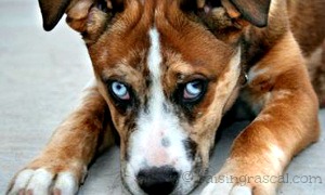 Catahoula Leopard Dog mix pup Catahoula Leopard Dog mix pup