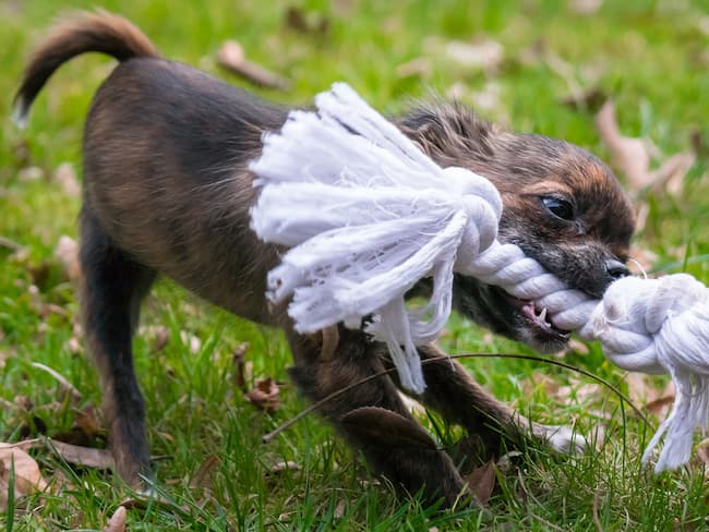 Chihuahua puppy playing with rope tug toy