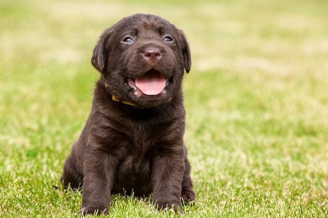 Happy Chocolate Lab puppy sitting on grass Happy Chocolate Lab puppy sitting on grass
