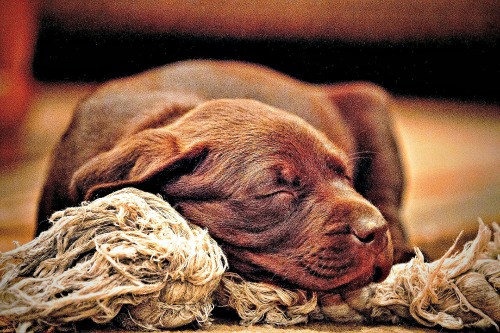 Chocolate Labrador Retriever puppy with rope toy Chocolate Labrador Retriever puppy with rope toy