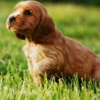 Healthy Cocker Spaniel puppy in grass