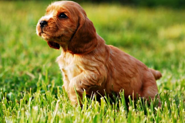 Cocker Spaniel puppy on grass Cocker Spaniel puppy on grass