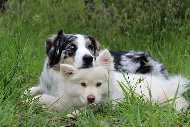 Two dogs lying in the grass Two dogs lying in the grass