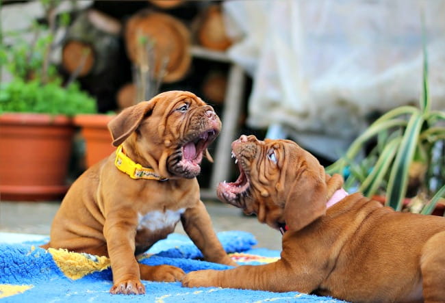 Dogue de Bordeaux puppies play fighting