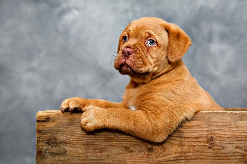 Gorgeous Dogue de Bordeaux puppy Gorgeous Dogue de Bordeaux puppy