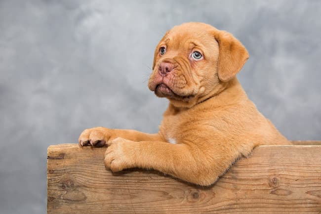 dogue_de_bordeaux_puppy_650_c