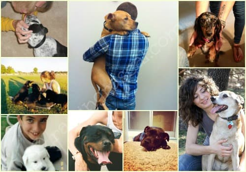 Our family dogs Family collage of photos of dogs and their owners