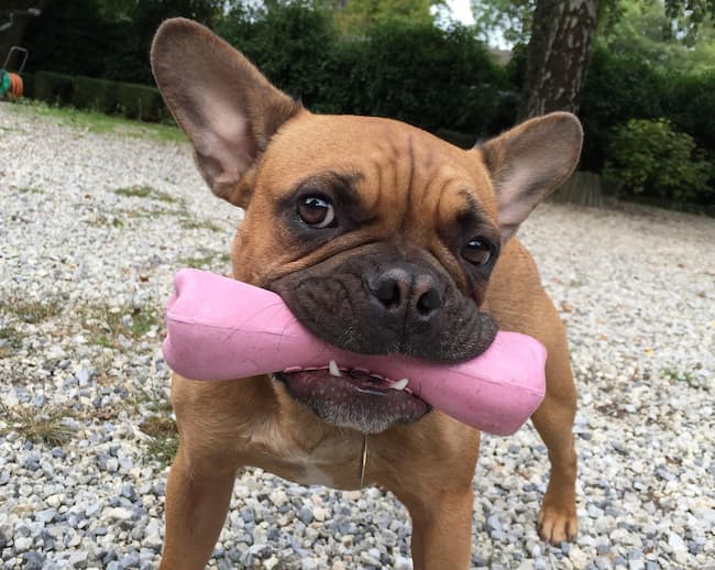 https://www.raisingrascal.com/images/frenchie_pup_pink_bone_650_c.jpg