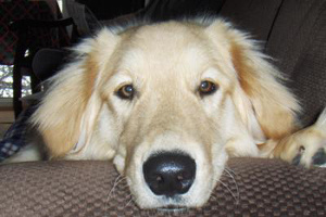 Golden Retriever puppy