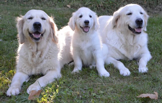 Golden Retriever parents and pup in the grass Golden Retriever parents and pup in the grass