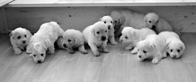 Litter of Golden Retriever puppies in their whelping box Litter of Golden Retriever puppies in their whelping box