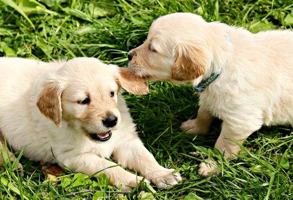 à¸œà¸¥à¸à¸²à¸£à¸„à¹‰à¸™à¸«à¸²à¸£à¸¹à¸›à¸ à¸²à¸žà¸ªà¸³à¸«à¸£à¸±à¸š puppy