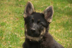 German Shepherd puppy