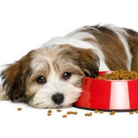 Havanese puppy not eating his food