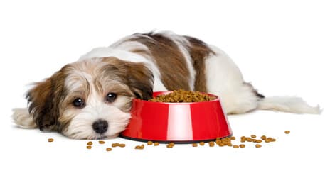 do teething puppies eat less