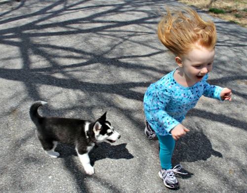 Toddler playing with new puppy Toddler playing with new puppy