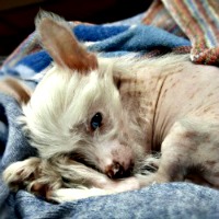 Little puppy who is feeling sick with blanket