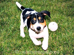 JRT pup playing fetch JRT pup playing fetch
