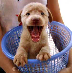 Happy puppy in laundry basket