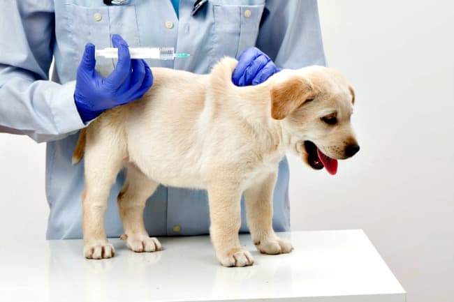 can i take my puppy outside after first vaccination