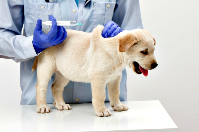 when are puppies vaccinated for parvo