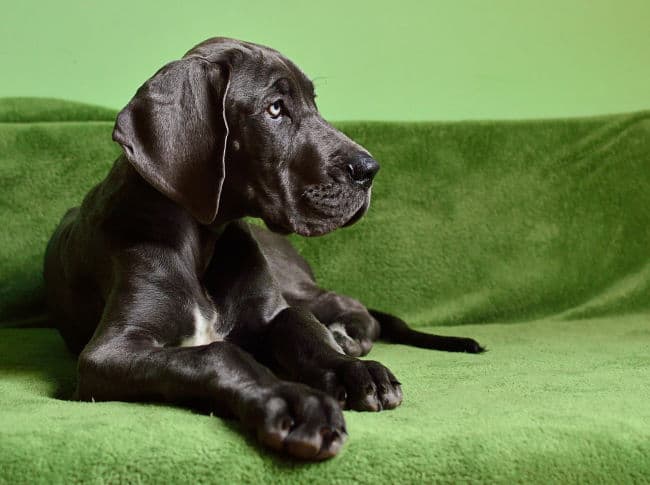 Beautiful Great Dane puppy on green blanket