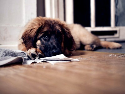 puppy chewing on pee pads