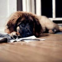 Leonberger puppy with pee pad