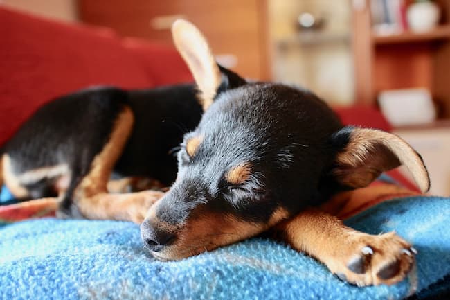 Min Pin puppy sleeping on blanket Min Pin puppy sleeping on blanket