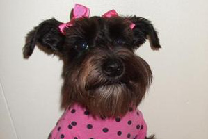 Miniature Schnauzer puppy