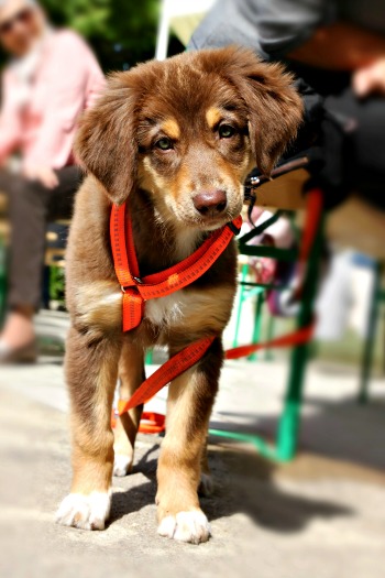 Mixed breed puppy wearing harness while out and about