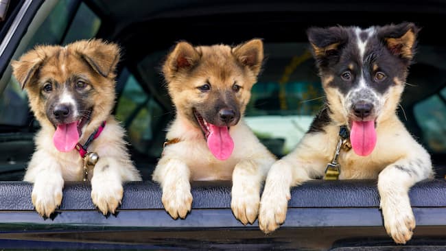 Herding breed puppies lined up in the back of a truck Herding breed puppies lined up in the back of a truck