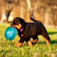 Rottweiler puppy carrying empty food bowl