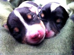 newborn jrt puppies newborn jrt puppies